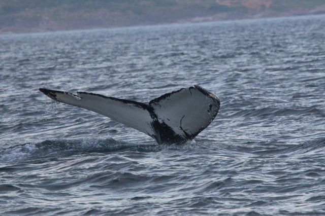 Newfoundland, St John's, Whale, 2017 (128)